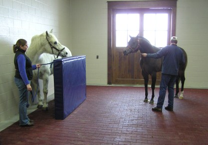 How to Manage the Slow Stallion in the Breeding Shed_Teasing