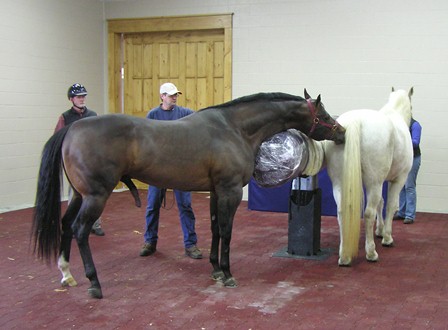 How to Manage the Slow Stallion in the Breeding Shed_Teasing over phantom