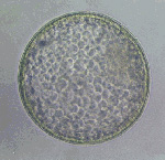 Equine Embryo Biopsy