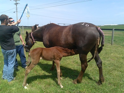 Retained_Mare and Foal