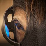 How to Prepare the Older Mare for Breeding Season - Equilume mask 