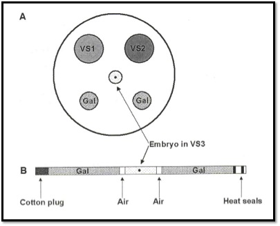 Embryo Vitrification_VIT Procedure