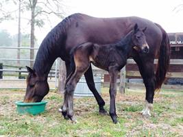 Foal_2015_Kindred P_Everdale 200x