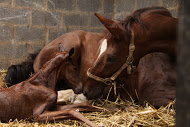 Why Colostrum_Mare and Foal Photo