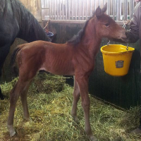 Foal_2015_Filly_Chippendale x Galliano Loma 200x