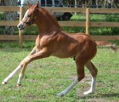 Foal_2015_Decked Out_Uno Don Diego x Roma 200x