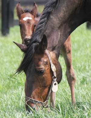 Riding Pregnant Mares_Foal Nibbling on Mare Ear