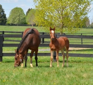 how to prepare the mare and stallion for early breeding