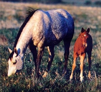 Equine Embryo Biopsy - Mare and Foal