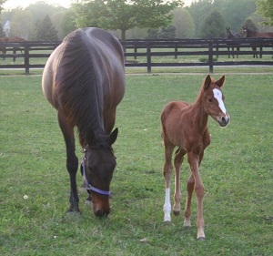 Grafting an Orphan Foal onto a Lactation Induced Recipient Mare_mare and foal
