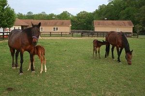 Grafting an Orphan Foal onto a Lactation Induced Recipient Mare_foals nursing