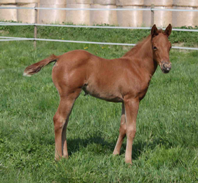 Topsail Whiz filly