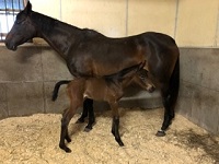 Foal_2018_Filly_George Clooney x Roxanne 200x