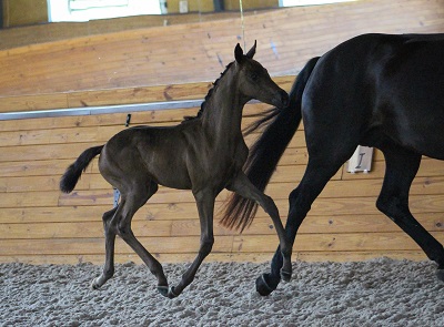 Preparing for Breed Inspection Day - Foal Action