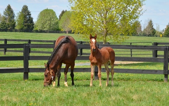 Mare and Foal at SBSVS