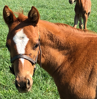 ^Foal 2019_Lucky Sixpence_Abduallh x Otherwise Engaged 200x
