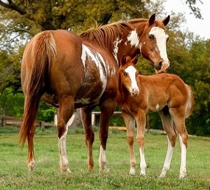 Paint Horse - Mare and Foal for QH available - cropped (2)