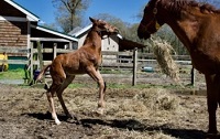 ^2019 Foal_Pursuit of Happiness_Parabol x Rose Campbell 200x