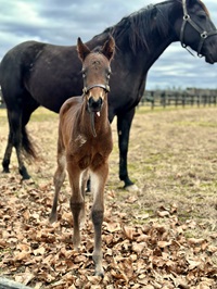 2024_Foal_Filly_Jenna's Delight_Courtly Choice 200x
