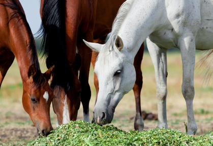 How to Prepare the Older Mare for Breeding Season - Mares eating