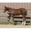Zips chocolate chip 2014 colt  chocolate gladiator  conceived with frozen semen from sbsw
