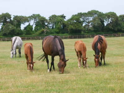 mares and foals
