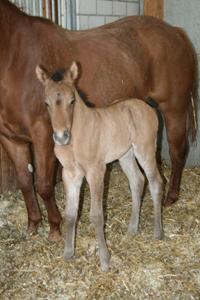 another foal by E.R.