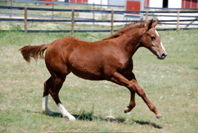 filly by Hydrive Cat