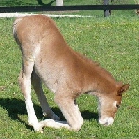 Rousseau filly