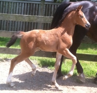 Rousseau filly