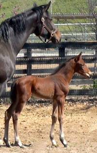 Chippendale foal
