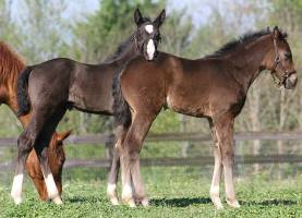 Foal_2014_coltandfilly_Don Principe