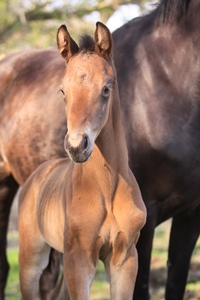 Foal_2014_filly_Ampere