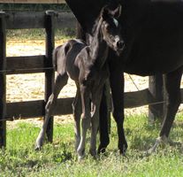 Foal_2014_Justifiable_Everdale