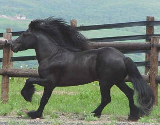 Pony Article_Waverhead Model IV