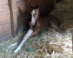 Foal_2015_Filly_Negro x RS Rainsong 200