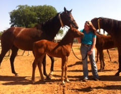 Caity Hood_Mares and Foals 2
