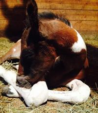 Foal_2015_Filly_Everdale x Lady Blingh 200x