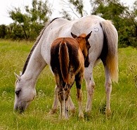 Rocker b Ranch_Mare and Foal