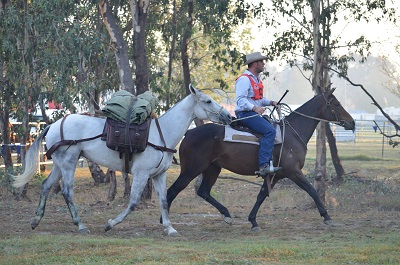 Man From Snowy River_Gamberlee Amber in Harrisons Packhorse