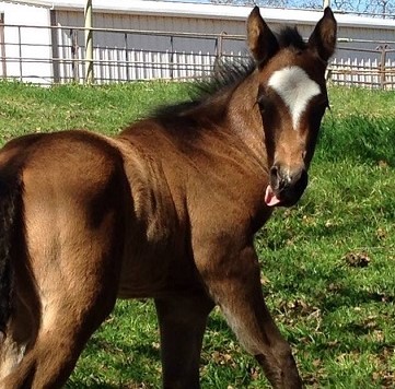 Martha Reeves_No Pressure On Me Foal back view cropped