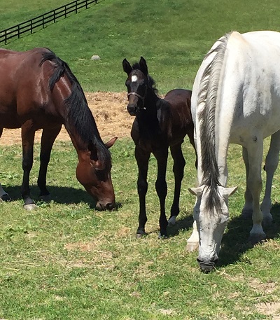 Hyperion Stud_Mares and foal