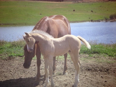 Rebeca Martin - Show Me The Buckles as a foal