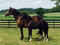 Foal_2016_Dancing Moon OBX_Doctor Wendell x EM Rising Star MF 200x at 14 weeks old