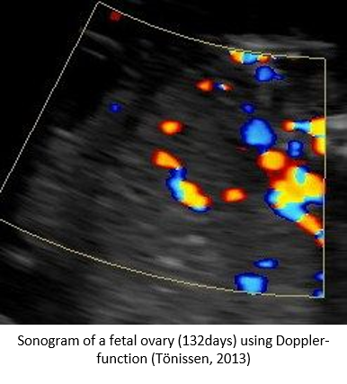 Ways To Determine Equine Fetal Gender - Fetal Ovary via Doppler 2
