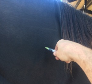Oxytocin Use in the Mare_Injection