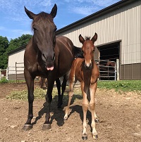 Foal_2017_Colt_Peace and War x Ms King Glo 125 200x