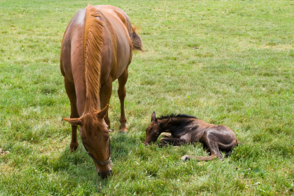 Franklin_Newborn Foal