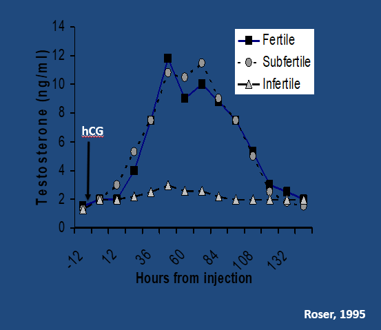 Endocrine Diagnosis of Infertility in the Stallion - Testosterone Response to hCG - Stallion Endocrine