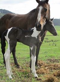 Foal_Lil More Southern Scout_Lil More Conclusive x Stray Kat 200x